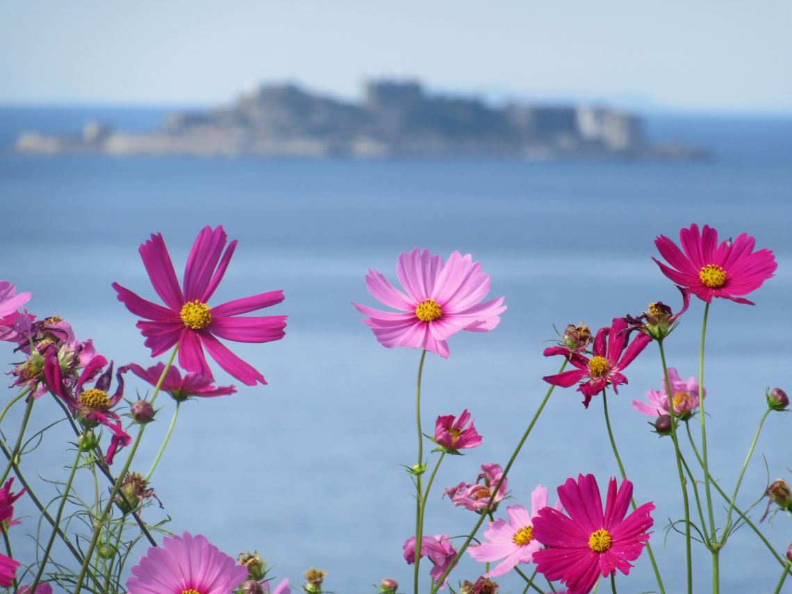 ドラマ『海に眠るダイヤモンド』最終回のシーンを再現した『一島一家のコスモス畑』。