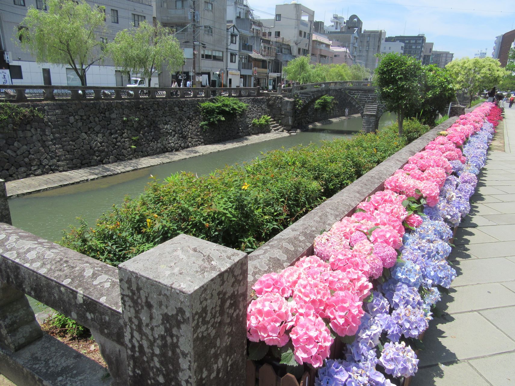 長崎市の眼鏡橋付近の、あじさいの並び。