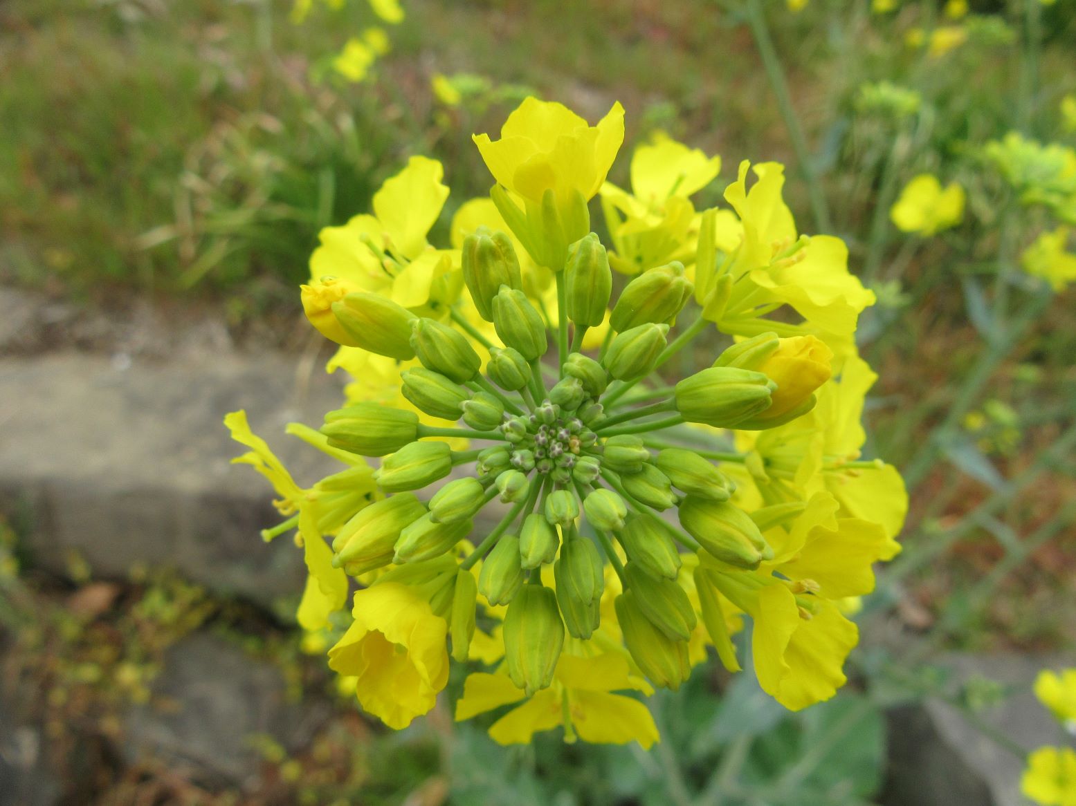 長崎県諫早市の白木峰高原にて撮影した、近くからの菜の花です。