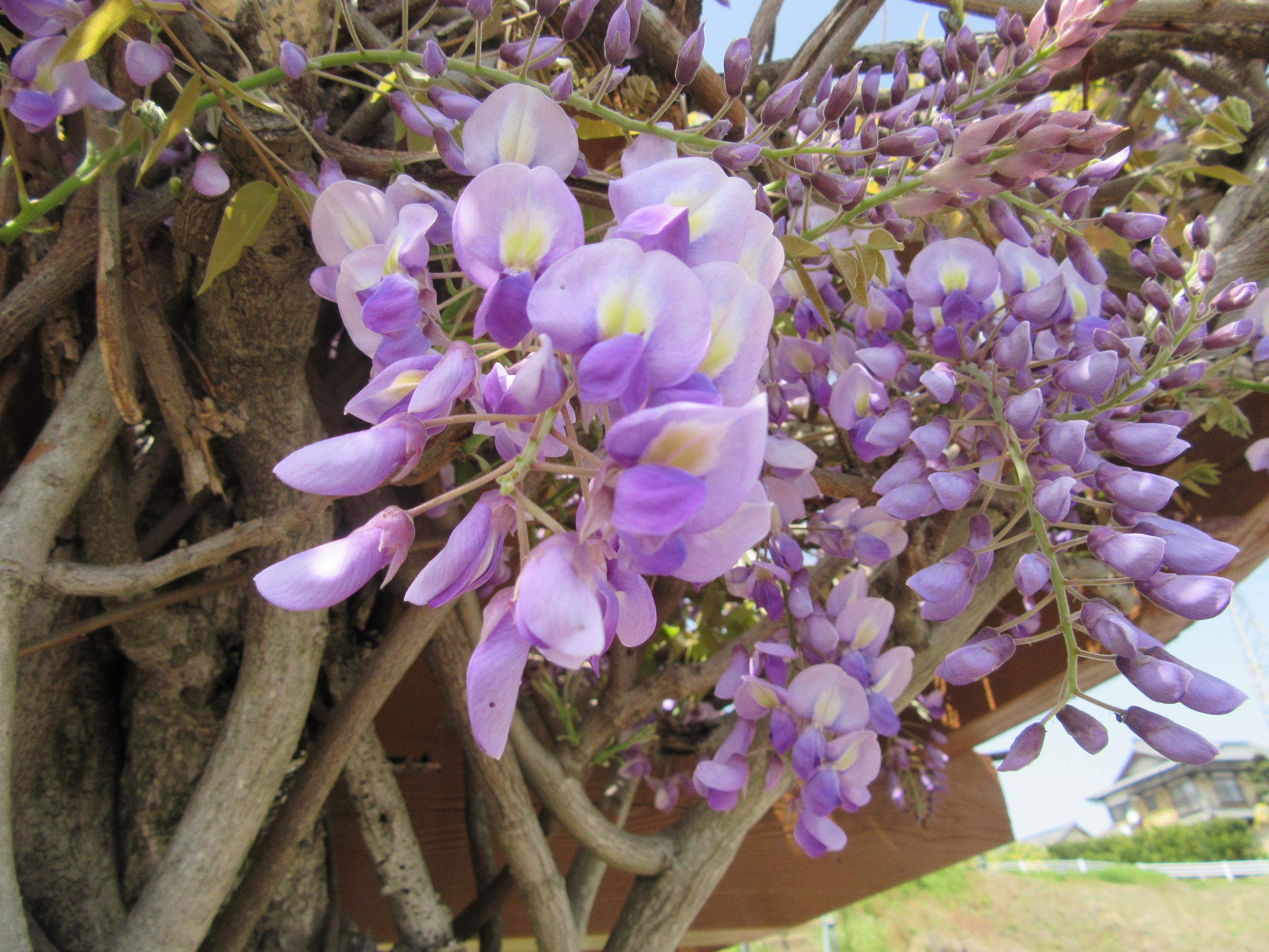 藤の花が開きつつあります。本当に綺麗な色をしており、うっとりします。