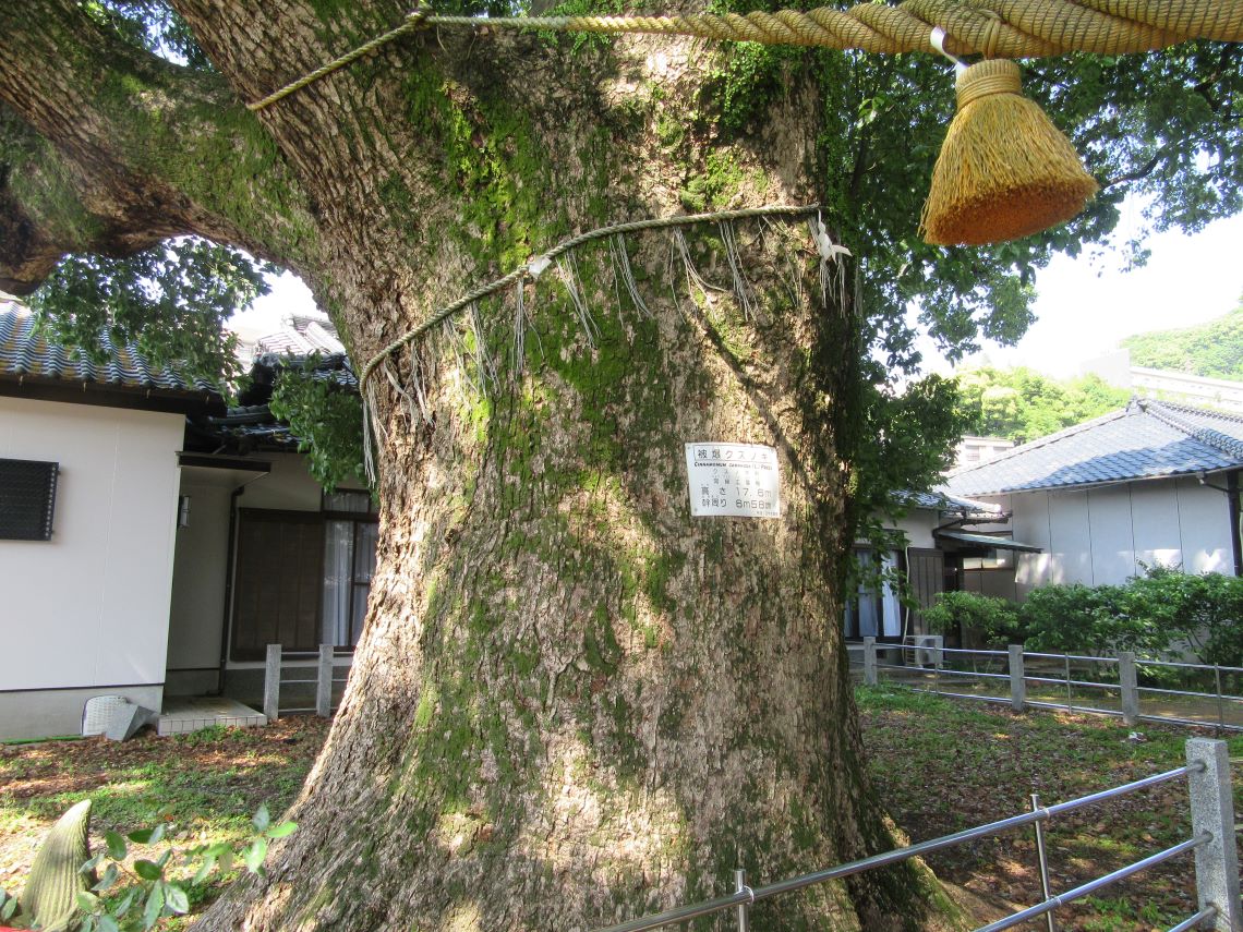 長崎市の山王神社の被爆クスノキ。