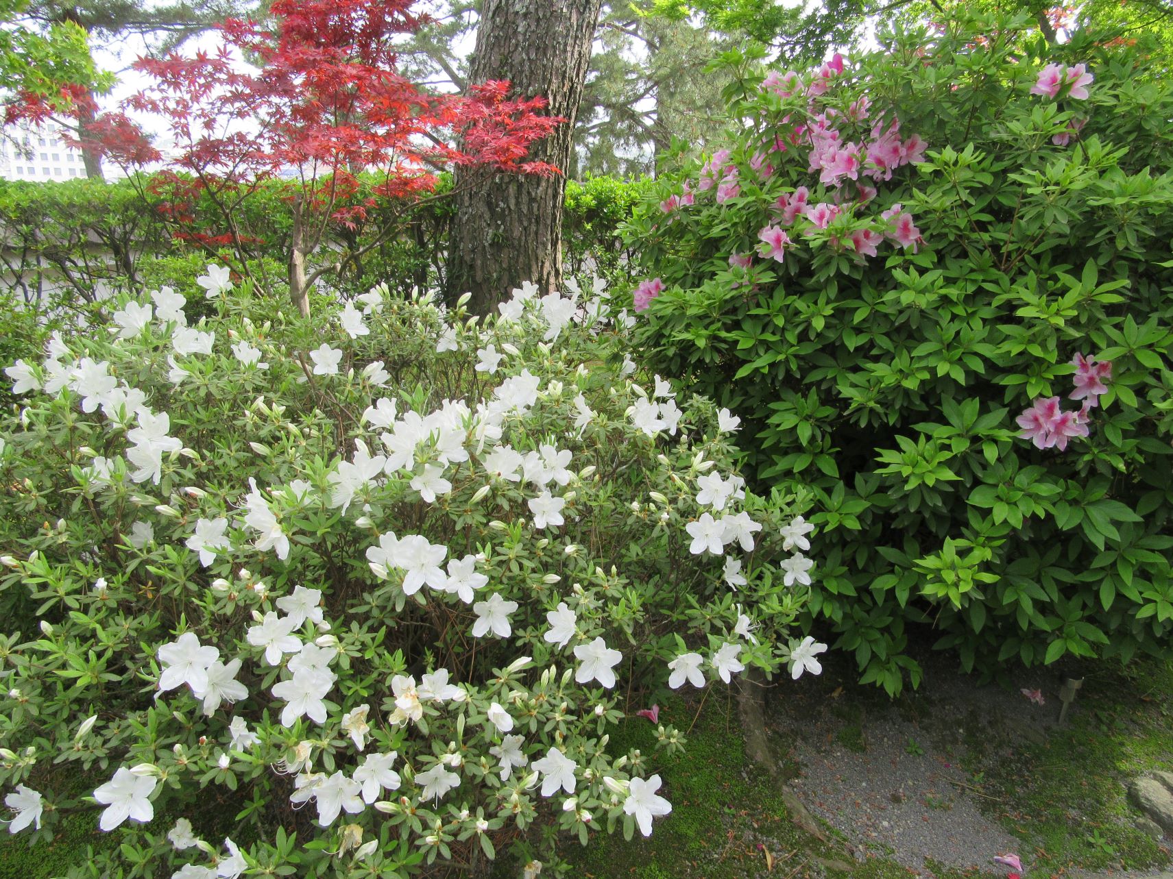 長崎県島原市の島原城で撮影した、カラフルな花々。
