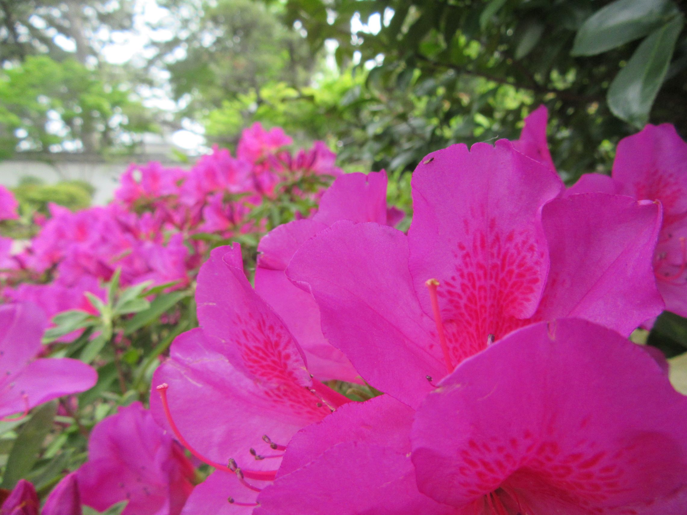 長崎県島原市の島原城で撮影したツツジとその周辺の草花です。