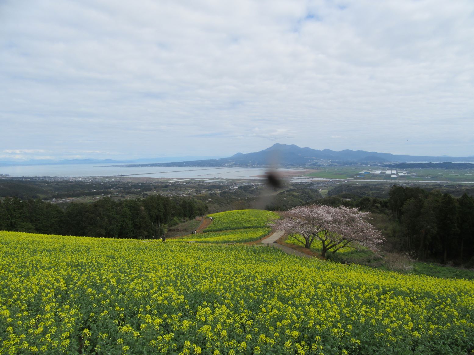 長崎県諫早市の白木峰高原にて撮影したものですが、中央に虫がいたと思われ、黒くなっています。