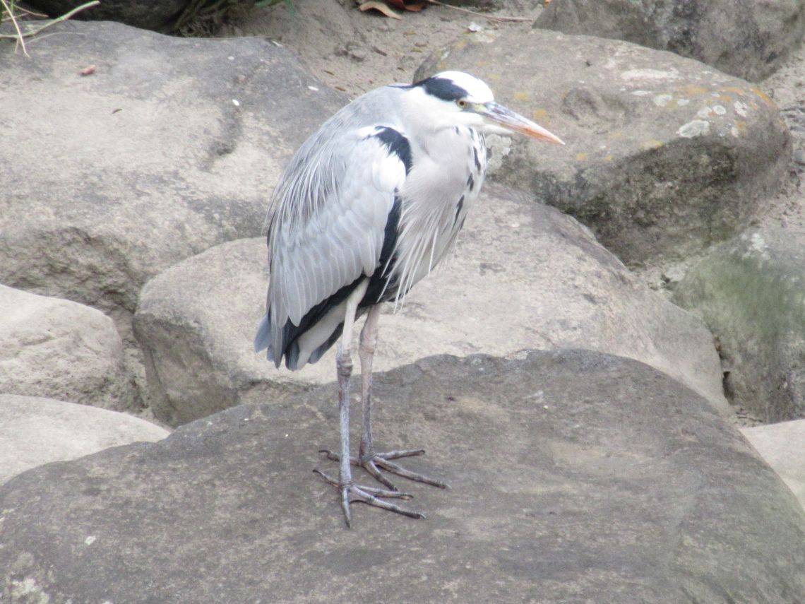 長崎市中島川にいたアオサギ。