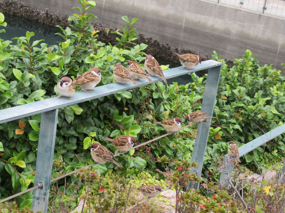 並んでかわいらしいスズメたち。