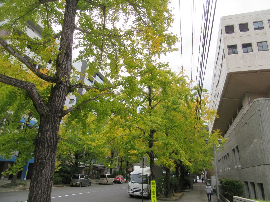 長崎市民会館近くの、色づく途中のイチョウの木。