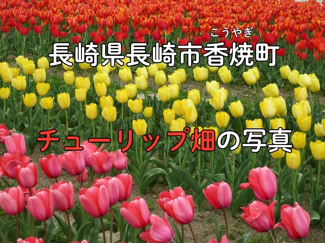 長崎県長崎市香焼町で撮影した、チューリップ畑の写真。