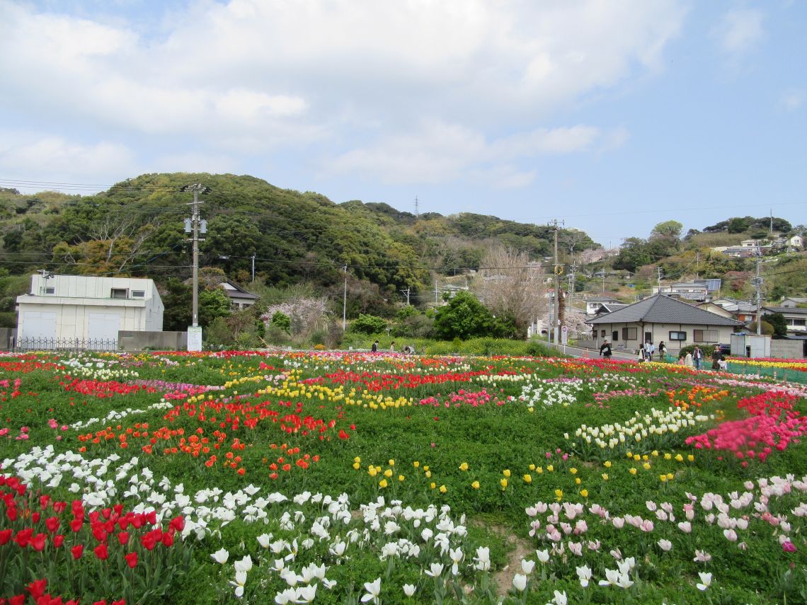 長崎県長崎市香焼町で撮影した、チューリップ畑の写真。