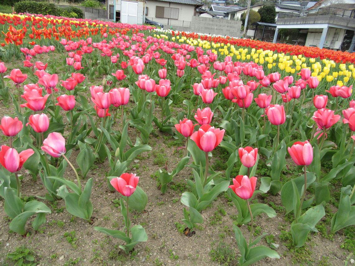 長崎県長崎市香焼町で撮影した、チューリップ畑の写真。